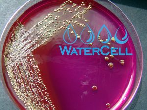 watercelll uv sterilization